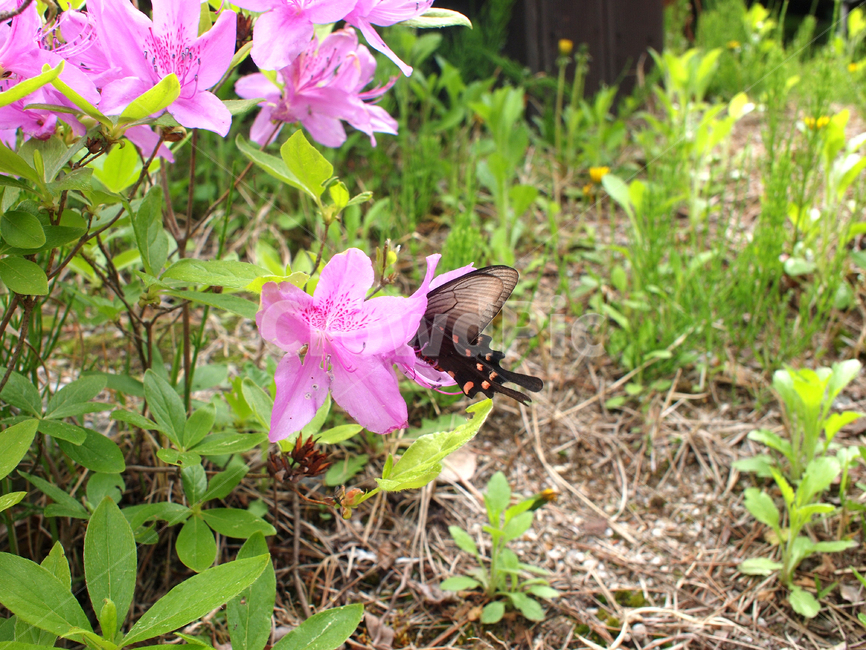 나비,butterfly,곤충,blossom,꽃,flower,plant,식물,진달래,철쭉,봄꽃,봄,azalea,spring,springflowers