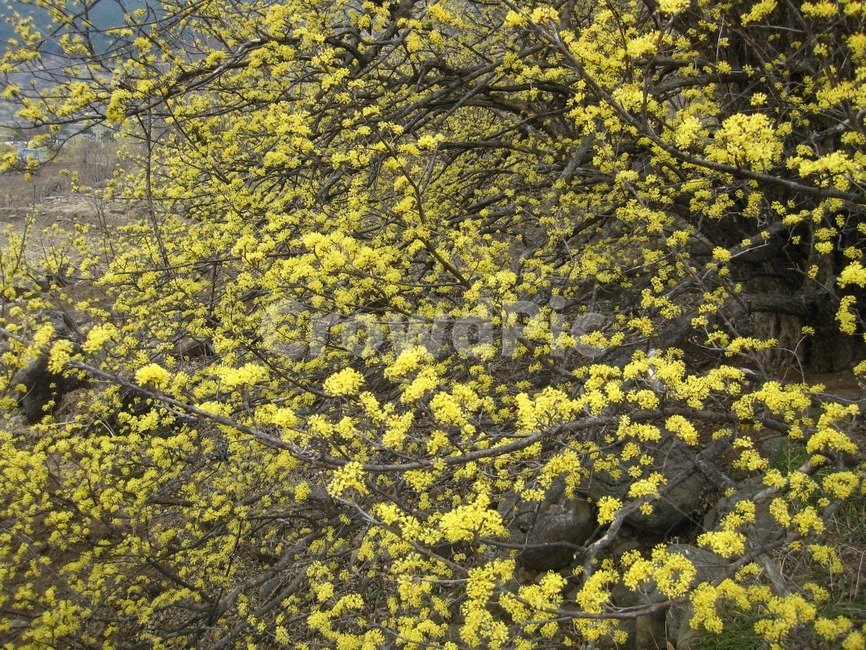 봄,봄꽃,꽃,yellow,노랑,산수유,산수유꽃,꽃송이,구례,봄,계절,spring,season