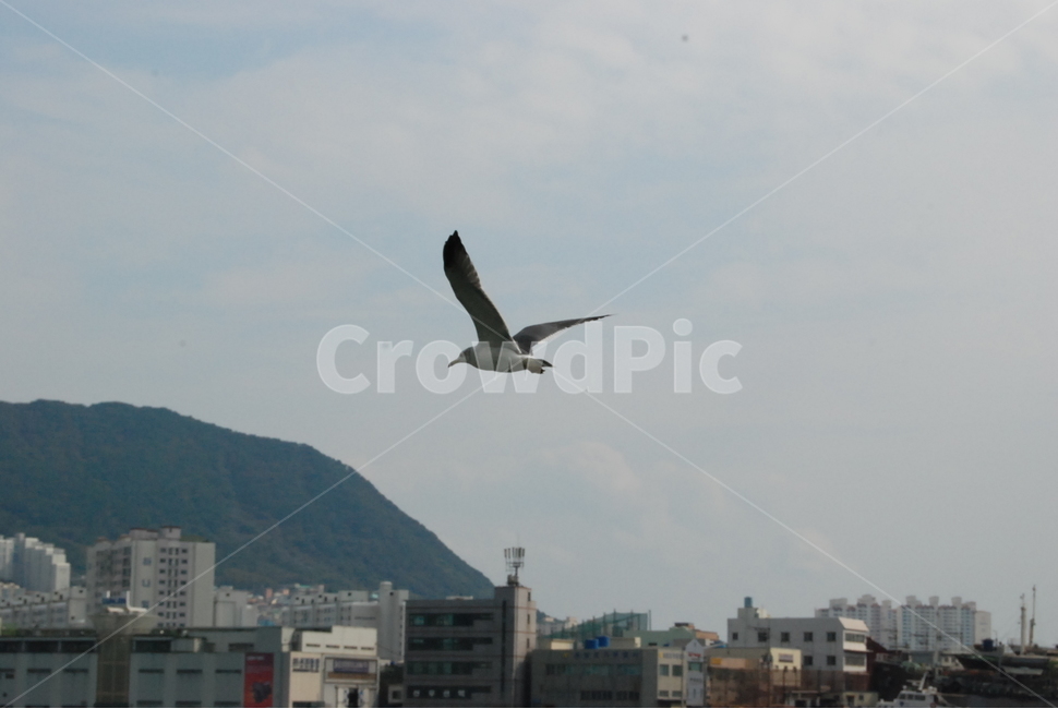 바다,항구,갈매기,부산항,sea,bird,fly,freedom,port,동물,animal,조류,새,birds