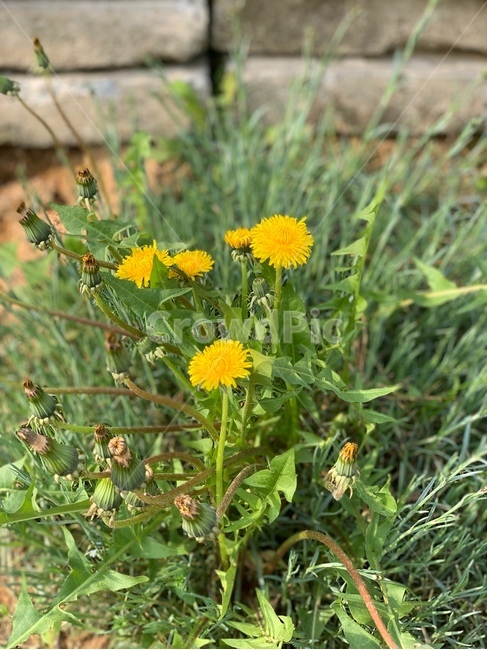 꽃,민들레,식물,자연,노란색,노란꽃,봄,flower,dandelion,nature,plants,yellow,spring
