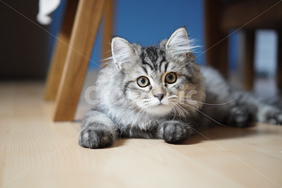 고양이,어린고양이,귀여운고양이,페르시안고양이,냥이,야옹이,반려묘,cat,cutecat,동물,animal,포유류,mammal,고양이,cat,kitten,kitty