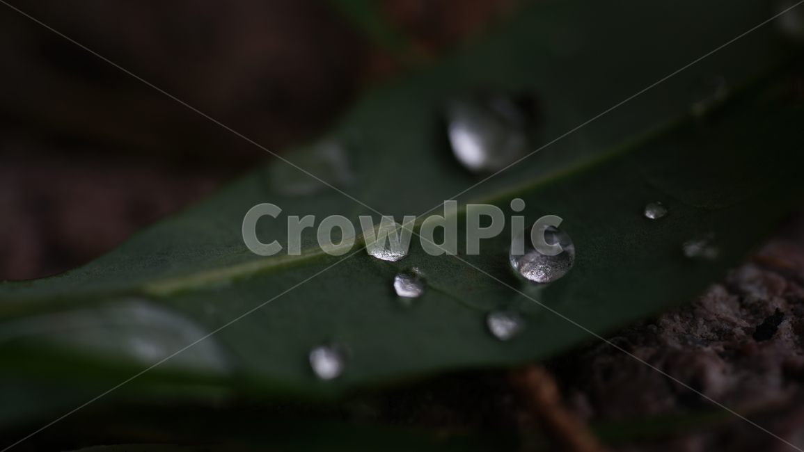 물방울,아침이슬,초근접,마이크로렌즈,연못,식물,자연,plants,nature
