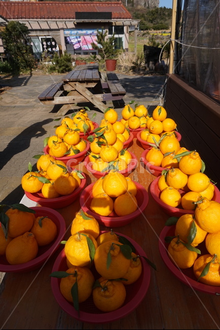 음식,food,감귤류과일,citrusfruit,fruit,과일