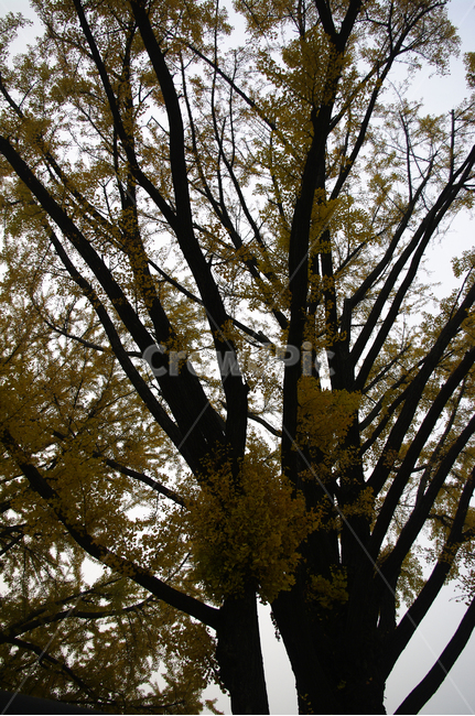 가을,fall,나무,식물,plant,단풍,잎,낙엽,가을,계절,fall,autumn,season,식물,자연,plants,nature,나무,trees,wood,tree,tree trunk,나무 줄기