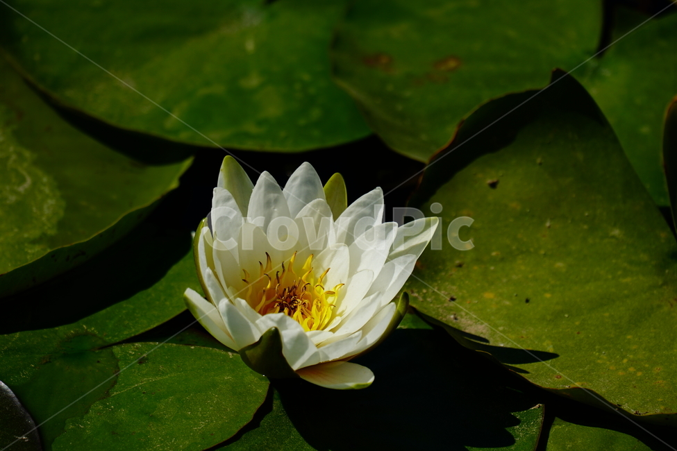 수련,연꽃,여름꽃,플라워,flower,lotus,waterlily,pondlìly,식물,자연,plant,nature,연못,연잎,연꽃잎,꽃,수생식물,pond,수중식물,여름,summer