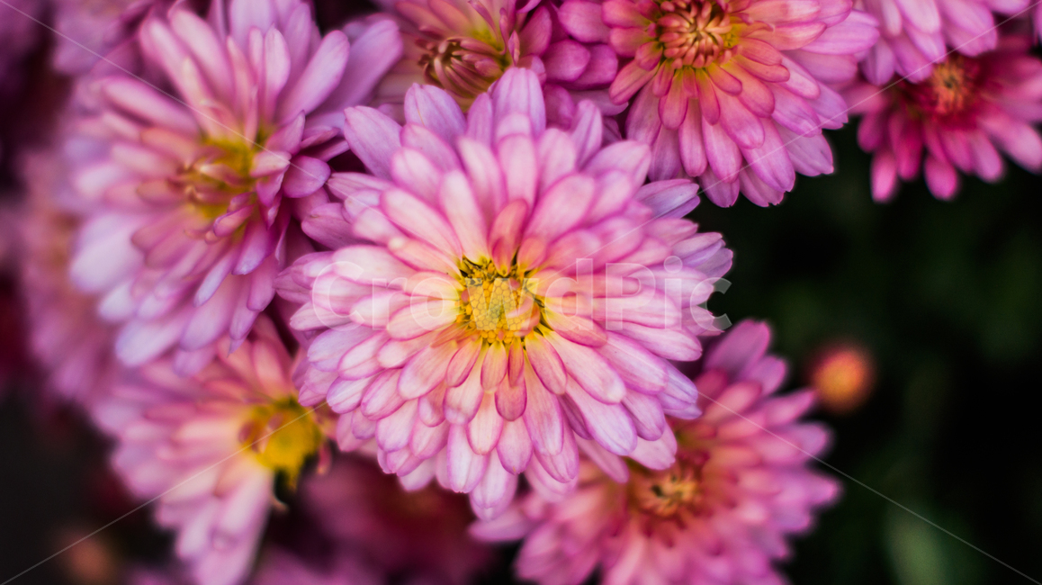 국화,꽃,식물,자연,야생화,들꽃,plant,blossom,flower,flowers,nature,식물,자연,plants,nature,꽃,flower