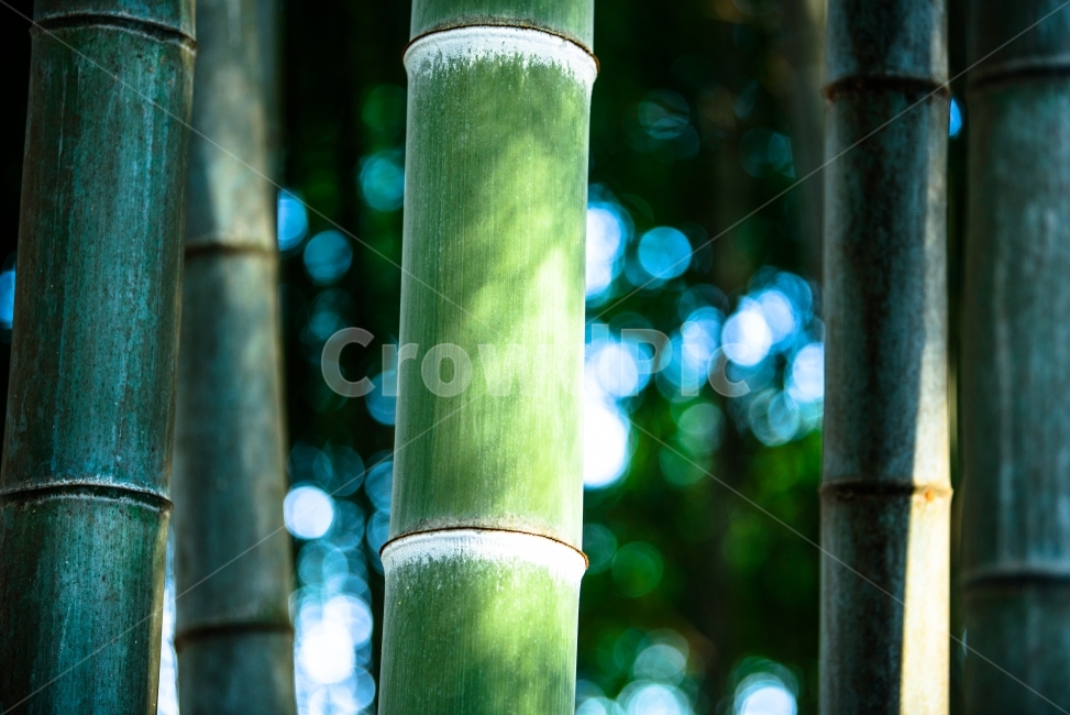 대나무,여름,푸름,대나무숲,초록,식물,자연,plants,nature,나무,trees,wood,휴식,힐링,rest,relaxation,healing