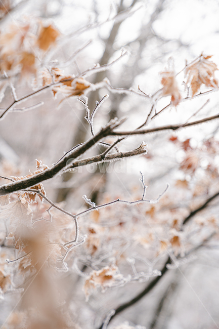 자연,산,ice,서리,등산,frost,상고대,눈,snow,빙,nature,outdoors,겨울,계절,winter,season