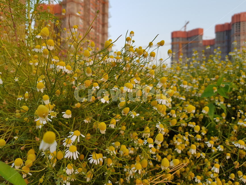 plant,식물,화단,꽃,flower