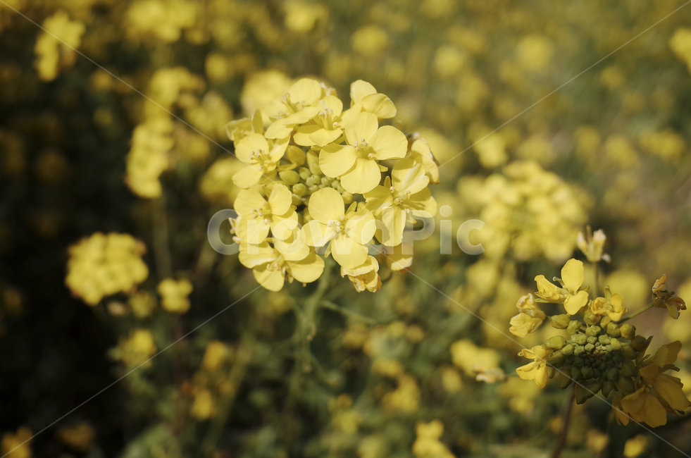 유채꽃,유채,봄꽃,봄,노란꽃,yellow,green,flower,꽃,plant,식물,초록