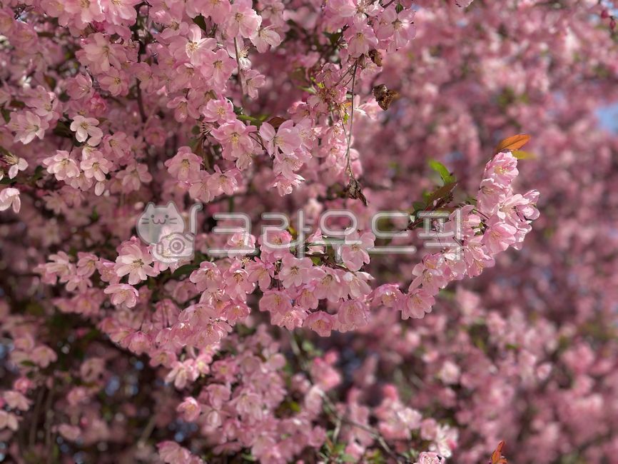 Cherry blossoms,spring,cherry blossoms,mountain cherry blossoms,cherry trees,double cherry blossoms,double cherry blossoms,king cherry blossoms,full bloom,flower trees,pink,pink flowers