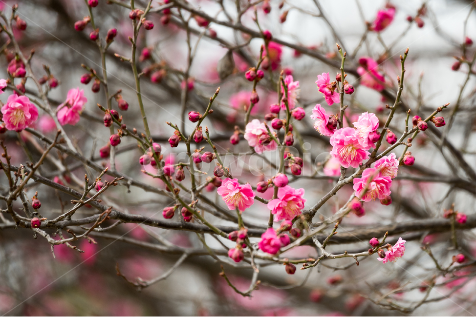 봄,자연,풍경,맑은날,꽃,봄,계절,spring,season,식물,자연,plants,nature,꽃,flower,plant
