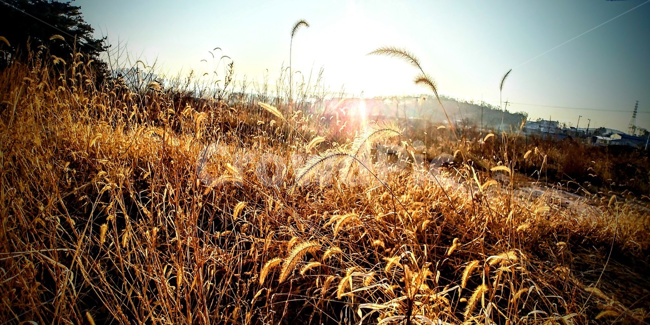아침햇살,강아지풀,하늘,풍경,자연,자연,풍경,nature,landscape,grass,잔디,plant,식물