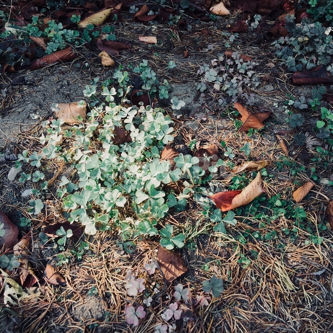 자연,풀,예술,초록,빛,포커스,식물,자연,plants,nature