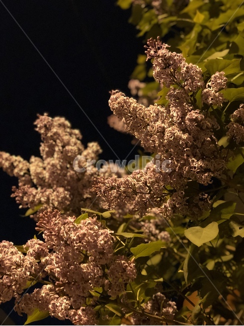 꽃,봄,밤하늘,밤,감성,라일락