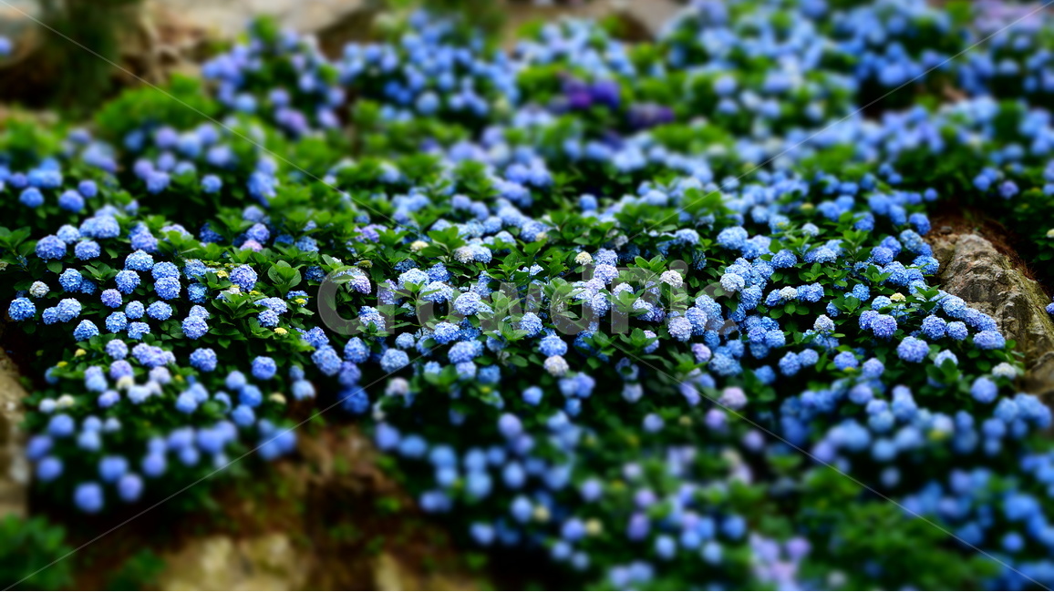 수국,수국꽃,꽃,꽃사진,식물,식물,자연,plants,nature,꽃,flower