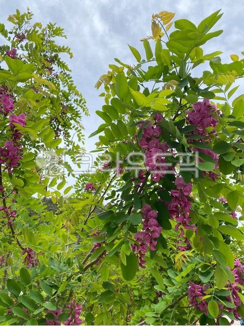 flower,purple,보라색아카시아,자연,꽃,보라,하늘,sky,nature