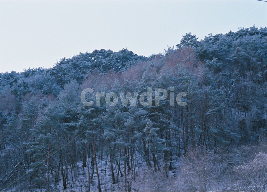산,나무,눈,하얗다,겨울,겨울,계절,winter,season,자연,풍경,nature,landscape,tree,plant,식물,fir,전나무,conifer,구과 식물