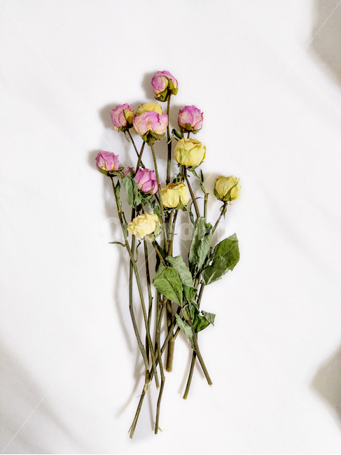 plant,식물,ornament,장식,flower,꽃,식물,자연,plants,nature,꽃,flower