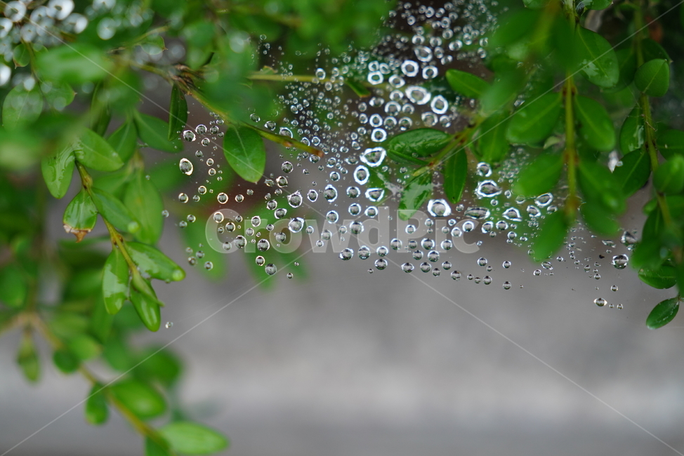 물방울,물,water,생명,생물,식물,작은물방울,식물,자연,plants,nature