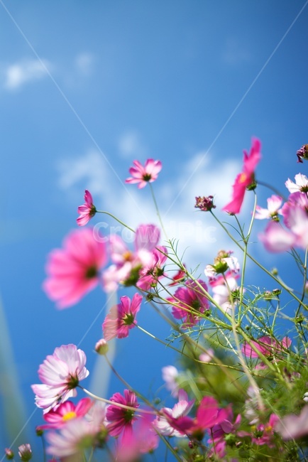 코스모스,가을,하늘,blossom,flower,식물,자연,plants,nature,꽃,flower