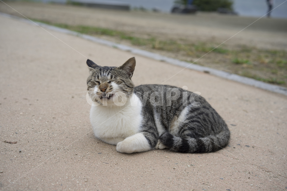 고양이,길고양이,나른한,고냥이,한가로운,동물,animal,포유류,mammal,고양이,cat,kitten,kitty
