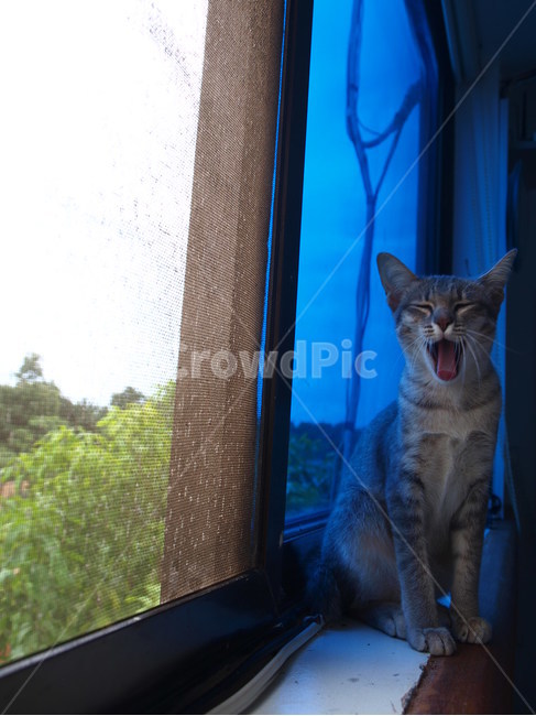 고양이,동물,아기고양이,반려묘,cat