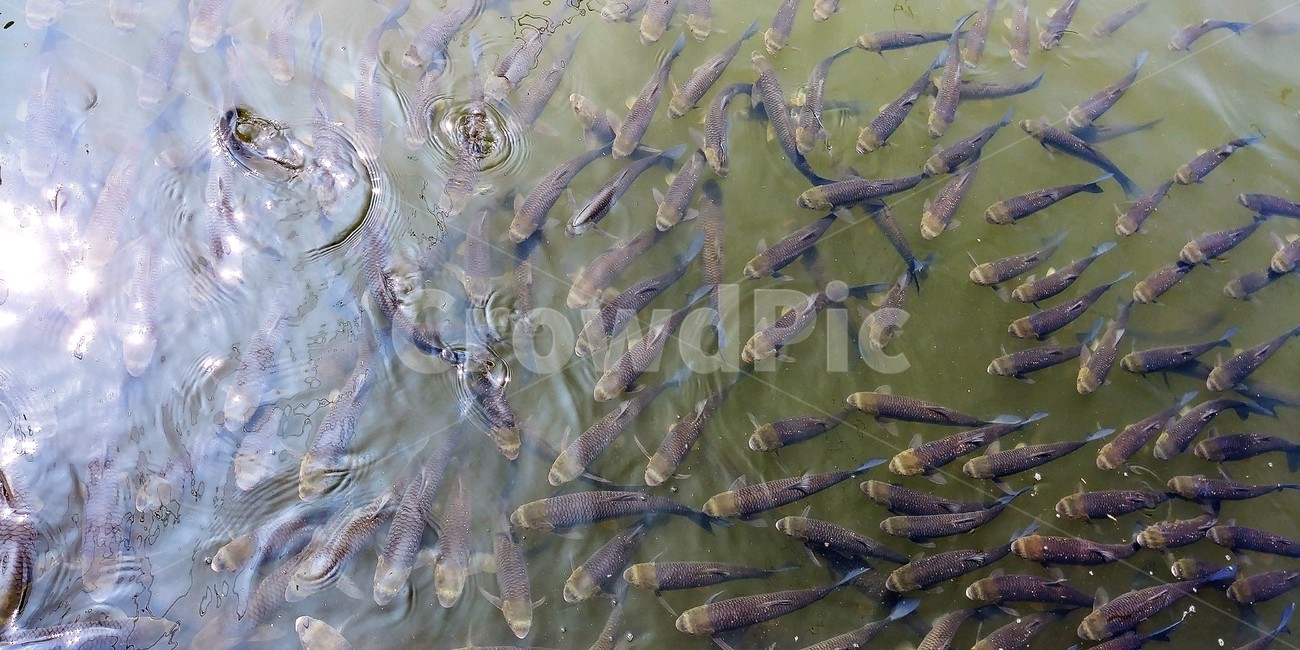 눈불개,잉엇과,민물고기,한강,금강,구드레나루,동물,animal,어류,물고기,fish