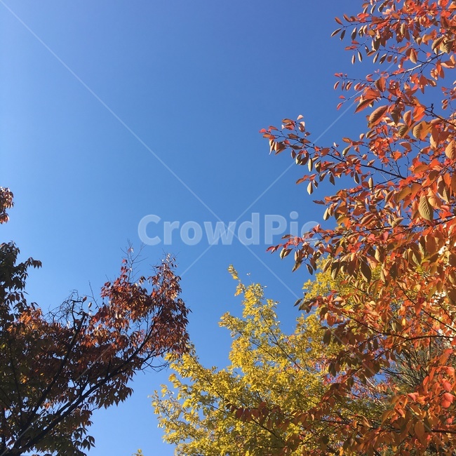 자연,풍경,나무,nature,단풍,단풍나무,color,tree,가을,autumn,fall,가을,계절,fall,autumn,season,자연,풍경,nature,landscape,plant,식물,leaf,잎