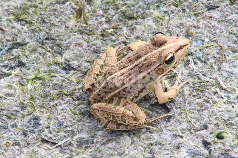 개구리,토종개구리,양서류,동물,frog,동물,animal,파충류,양서류,reptile,amphibian