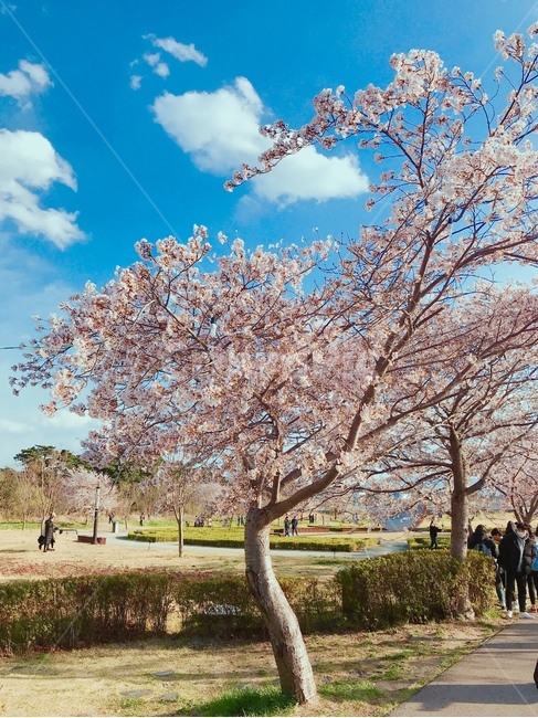 봄,하늘,나무,풍경,벚꽃,벚꽃나무,plant,식물,flower,꽃,blossom