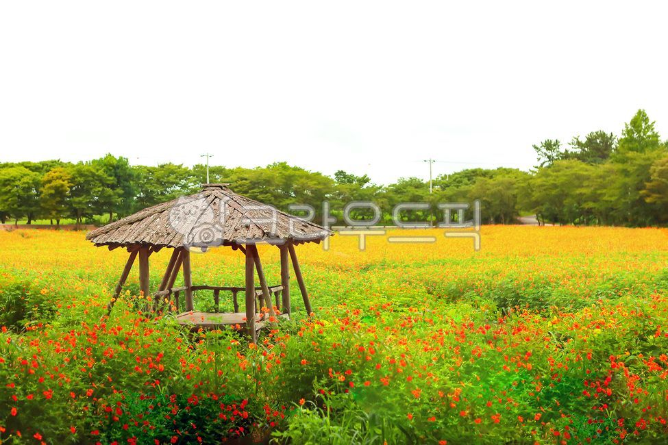 outdoor,nature,Yellow River Cosmos,yellow,sperm,autumn,Cosmos,Wallpapers