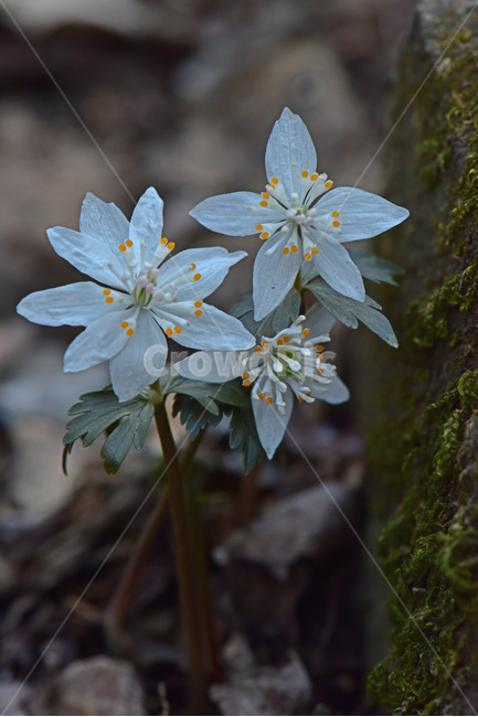 너도바람꽃,whitesnowdrop,야생화,이른봄,희귀식물,흰색,식물,자연,plants,nature,꽃,flower