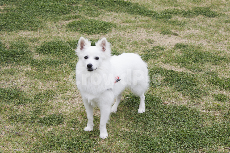 canine,pet,mammal,포유류,dog,animal,개,동물,반려동물,흰강아지,흰색강아지,건강한강아지,강아지정면,흰둥이