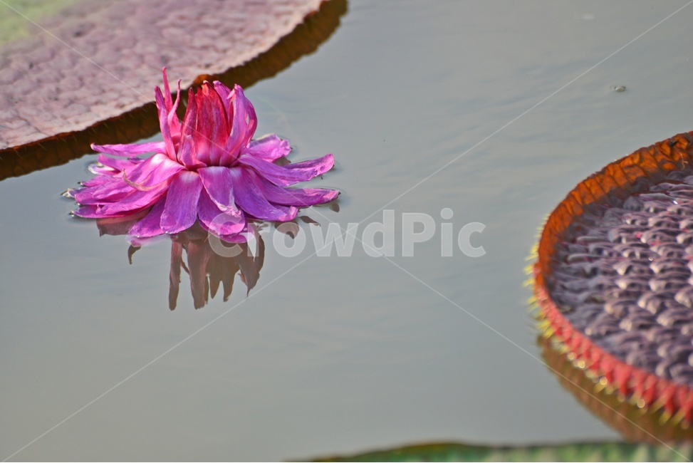 plant,식물,blossom,flower,연꽃,꽃,빅토리아연,빅토리아연꽃,식물,자연,plants,nature,꽃,flower