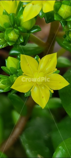 succulent,plant,yellow flower,succulent flower