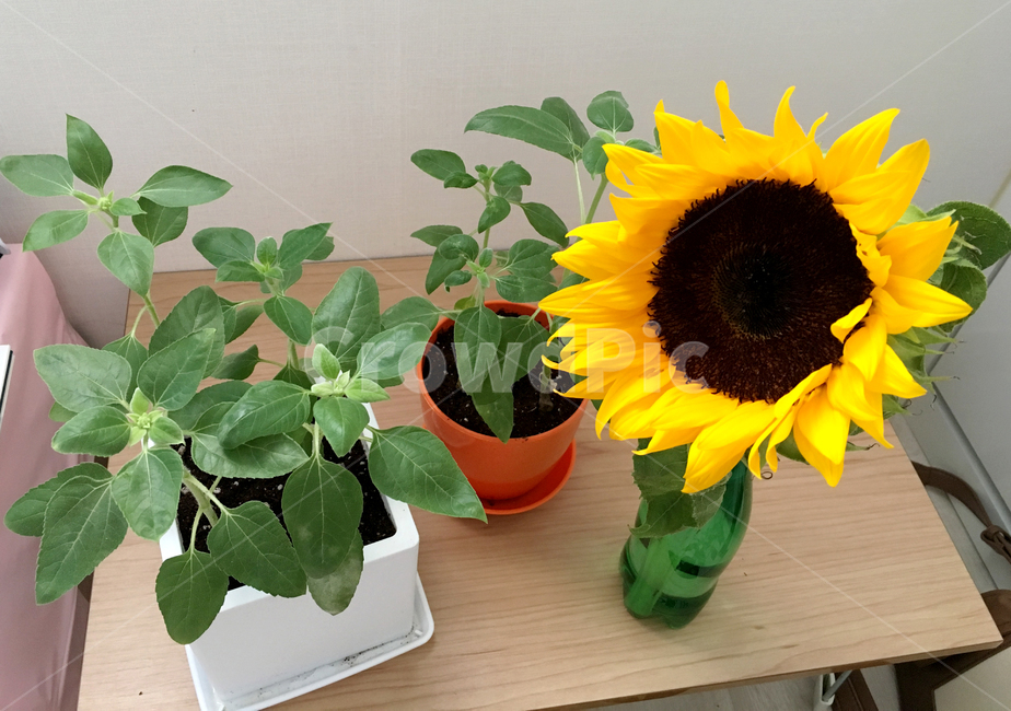 식물,flower,꽃,blossom,plant,해바하기,식물기르기,sunflower,식물,자연,plants,nature,꽃,flower