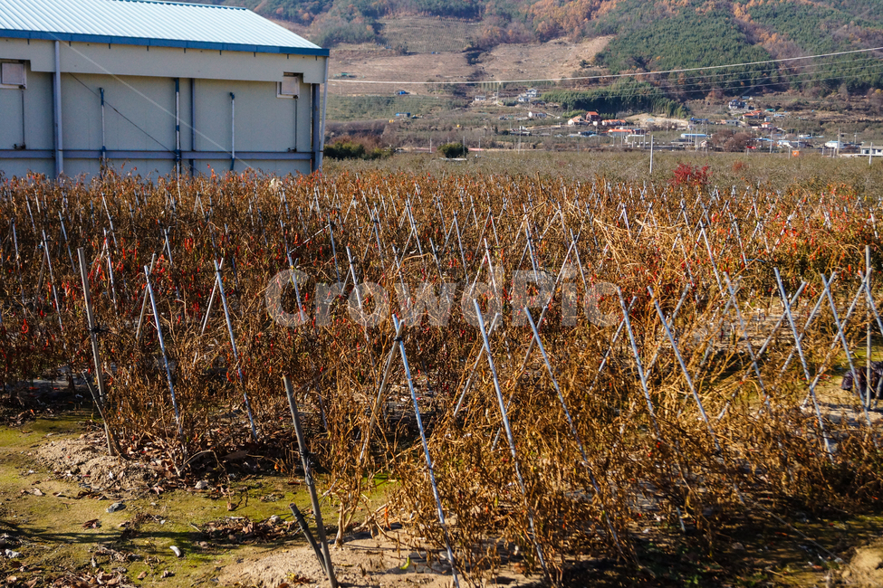 풍경,고추,배추,파,농장,산업,industry,industrial,농업,농사,agriculture,farming,farming industry