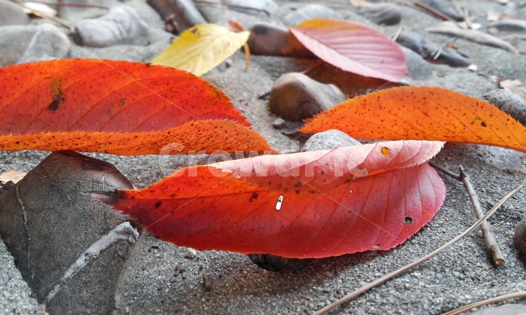 잎,가을,낙엽,쓸쓸함,계절,가을,계절,fall,autumn,season,leaf,plant,식물,tree,나무