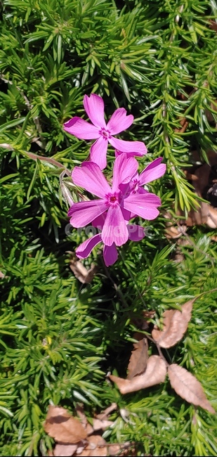 flower,꽃,blossom,plant,식물,금잔디꽃,꽃잔디