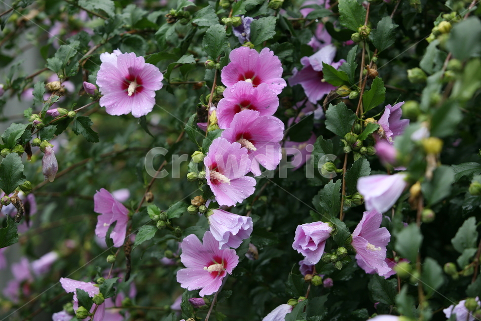 나라꽃,무궁화,대한민국국화,식물,꽃,식물,자연,plants,nature,꽃,flower