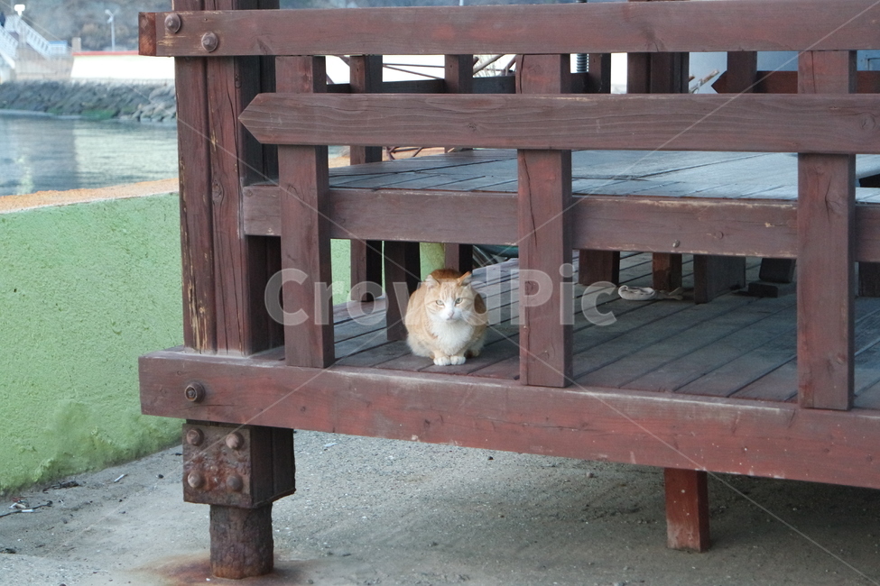 고양이,cat,평상,들판,동물