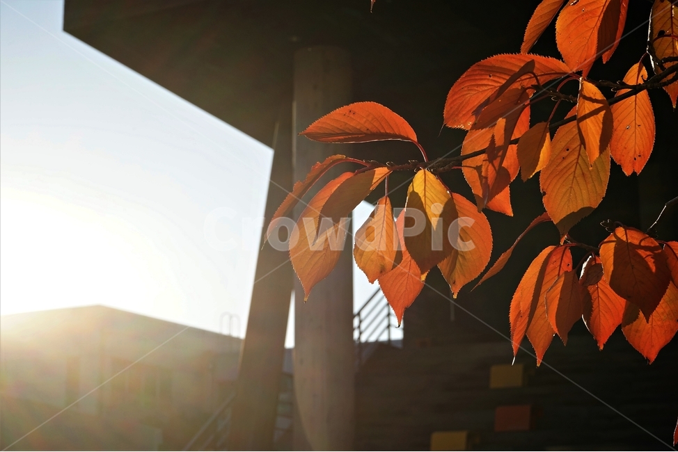 가을,단풍,잎,나무,자연,역광,늦가을,autumn,fall,nature,backlight,leaves,brown,red,sky,가을,계절,fall,autumn,season,light,빛,flare,플레어