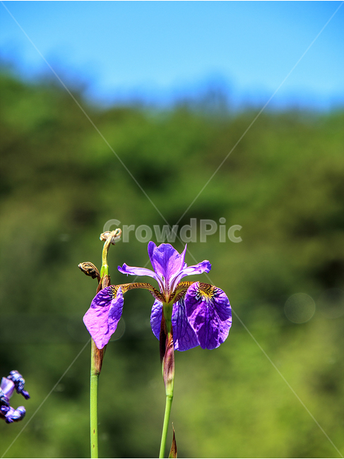 자연,창포,맑은날,생태공원,꽃사진,식물,자연,plants,nature,꽃,flower