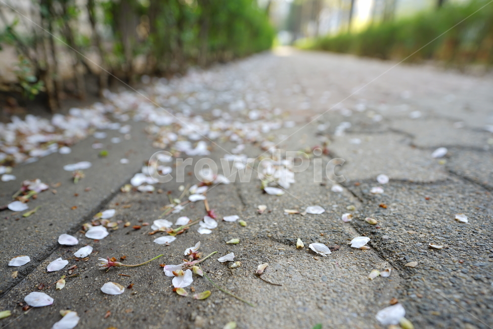벚꽃잎,길,거리,봄,길거리,잎,길가,로드,감성,감성사진,감성샷,봄,계절,spring,season,꽃,flower