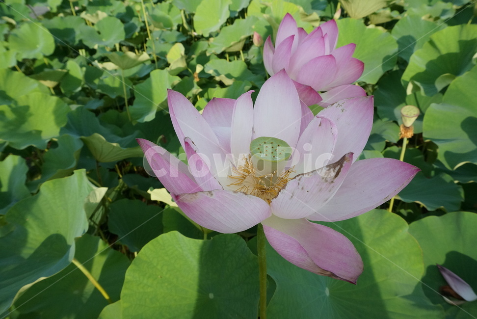 연꽃,분홍꽃,분홍,꽃,식물,자연,계절,flower,nature,season,초록,연못,5월꽃,식물,자연,plants,nature,꽃,flower