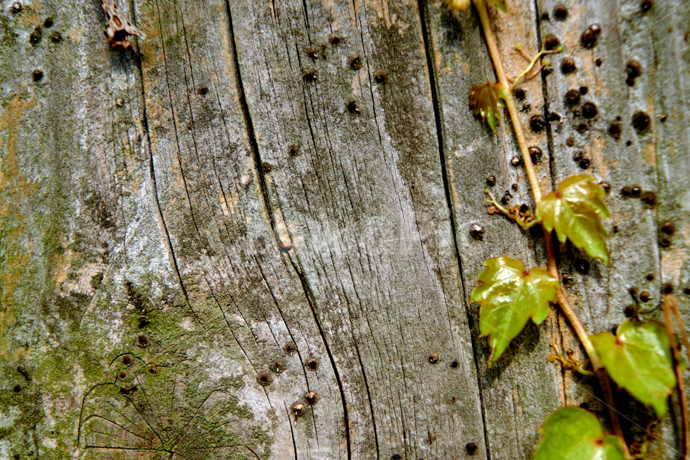담쟁이,나무질감,배경,디자인,감성,식물,자연,가을,ivy,background,ivyleaves,autumnleaves,brown,natural,wood,wall,plant,garden,green,nature,texture,old,leaf,vintage,tree,hardwood,abstract,pattern,식물,자연,plants,nature