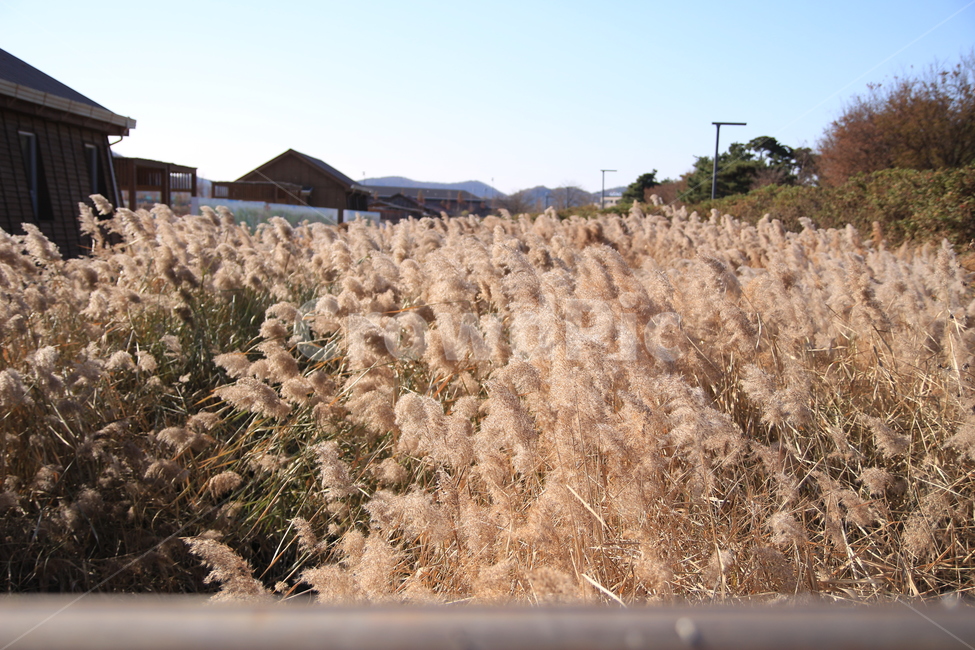 공원,생태공원,풍경,갈대,가을,시흥,가족,하늘,바람,배경,자연,가을,계절,fall,autumn,season,식물,자연,plants,nature,감성,sensible,feeling,grass,잔디,plant,lawn,reed