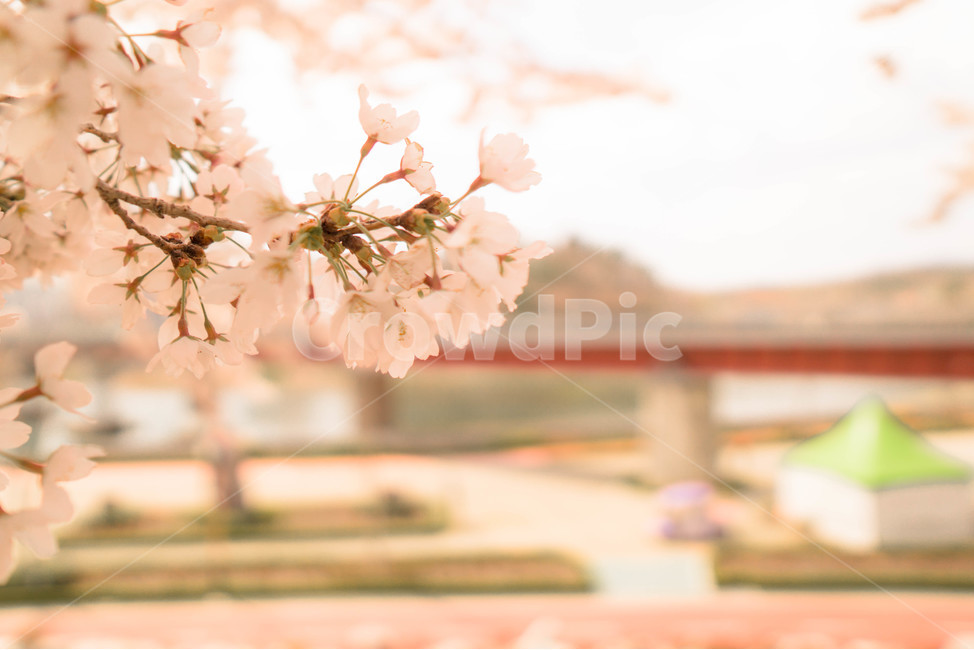 벚꽃,봄,따뜻함,벚꽃나무,맹방벚꽃축제,자연,풍경,nature,landscape,식물,plants,꽃,flower,plant,blossom