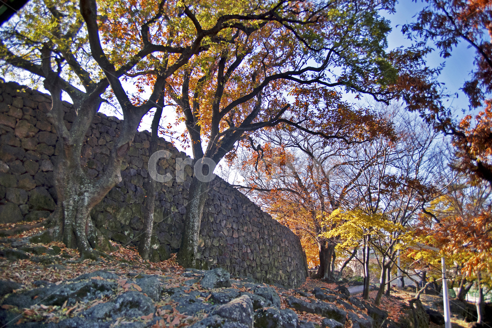제주성,오현단,가을,성벽,제주성벽,계절,단풍,낙엽,가을,계절,fall,autumn,season,자연,풍경,nature,landscape,tree,나무,plant,식물,tree trunk,나무 줄기